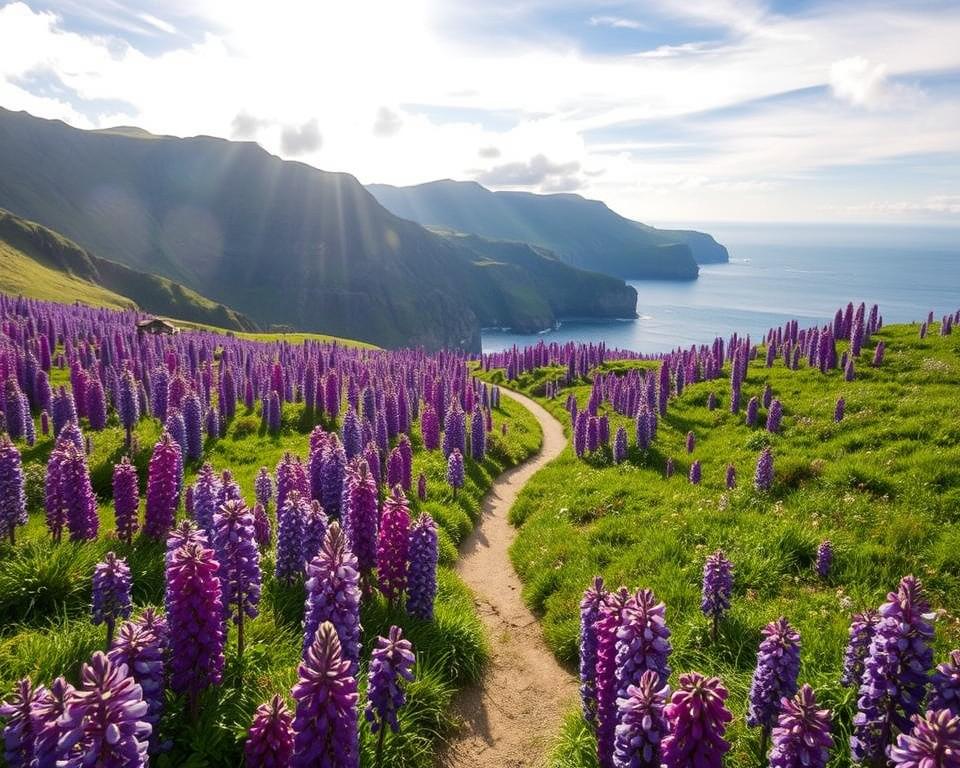 Lupinen Blütezeit auf den Inseln Lupinen Blütezeit auf den Inseln
